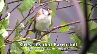 Greyheaded Parrotbill [upl. by Hasty]