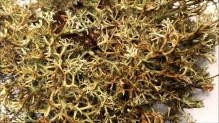 Timelapse of lichen transforming when wet [upl. by Robbin]