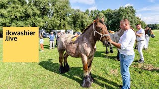 TRAILER 1’ Belgische trekpaarden hengsten op prijskamp  Étalons Trait Belges au concours AWCTB [upl. by Ahsert]