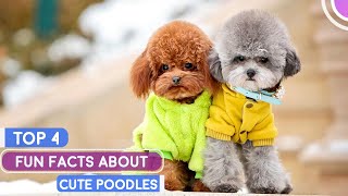 4 Fun Facts About Poodle That Will Surprise You [upl. by Bruner295]