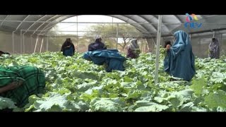 Desert farming in Wajir changing livelihoods [upl. by Burley]