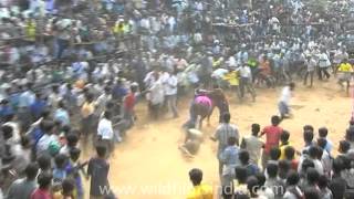 Jallikattu Festival of Tamil Nadu [upl. by Llemert]