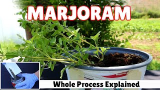 How to Grow Marjoram Whole Process Explained  10 Facts [upl. by Farkas]