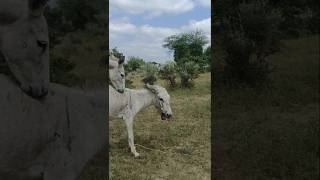 Donkeygadha animals short video [upl. by Clayborn]