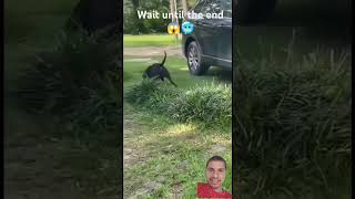 Dog🐕💀Vs snake☠️ who will win 😱🙀😎 dog pitbull animals fighting sanjuanlaunio grappledog snake [upl. by Qifar254]