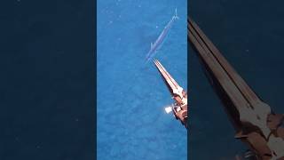 🚀🚀spearfishing wahoo pescasubmarina peto [upl. by Woolcott421]