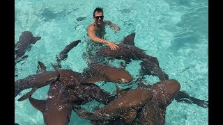 Swimming with sharks in the Bahamas [upl. by Selrac]