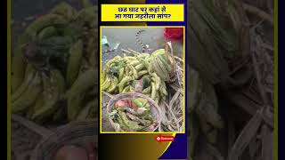 Chhath Ghar Par Saanp 💥 chhathpuja Snake Hydrophis khansir [upl. by Eelime]