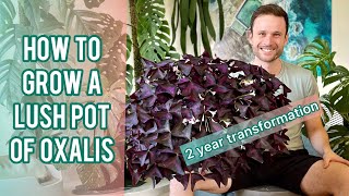 OXALIS CARE TIPS  Plant Spotlight oxalistriangularis [upl. by Vanthe662]