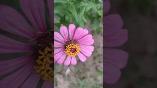 Zinnia flower flowerphotography newtrending ytshort viralshorts [upl. by Ardnic]