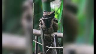 quotThe Mysterious Nightjar Secrets of the Nights Stealthiest Hunter Revealedquot Nightjar [upl. by Anyt733]