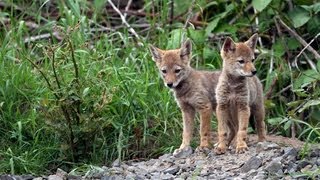 Adorable Coyote Pups  A Heartwarming Story of Survival [upl. by Philis265]