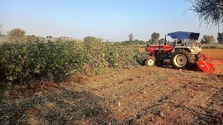 Beautiful Muching w Swaraj 855 FE amp Maschio Terminator Mulcher  Prem Agro Beejna [upl. by Beckie]