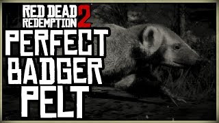 HOW TO GET A PERFECT BADGER PELT  RED DEAD REDEMPTION 2 PRISTINE BADGER HUNT [upl. by Nnahgem]