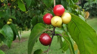 Eating Rukam Masam Flacourtia inermis [upl. by Rehpotsirc]