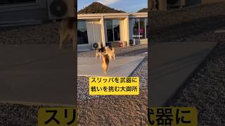 俺最強スリッパ最強→相手にされてない大御所シベリアンハスキー 柴犬面白い youtubeshorts shortvideo shorts [upl. by Oiramaj]