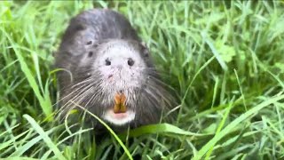 Nutria aggressively defend their burrows [upl. by Ilzel535]