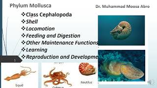 Phylum Mollusca Class Cephalopoda Locomotion Digestion Reproduction Development and learning [upl. by Peppi641]