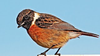 European Stonechat Call Saxicola rubicola Cartaxo [upl. by Areta179]