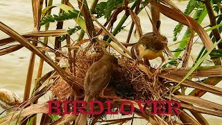 Couple of bird  feeding their babies in the nest [upl. by Peppi]