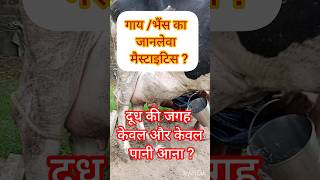 diagnosis of coliform mastitisshrikrishnacassettes01shubhamgoriharyana7071VetVisitcow [upl. by Uol]