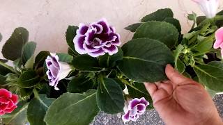 No1 indoor flowering plant Gloxinia care tips Sinningia speciosa [upl. by Natehc125]