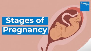 How your baby develops  Stages of pregnancy  Bupa Health [upl. by Allerie]