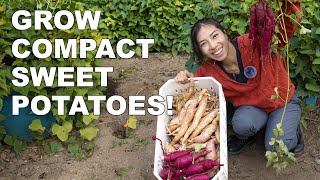 Sweet Potatoes Compact Varieties For Easy Harvest [upl. by Midas]