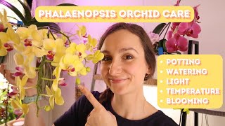 Phalaenopsis Orchid Care  Tips on how to get your storebought orchids to thrive [upl. by Whipple]