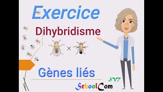 Exercice Dihybridisme 2 gènes liés [upl. by Nonnag]