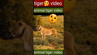 Real Tiger Roar Sound With treandi tiger [upl. by Rabbaj]