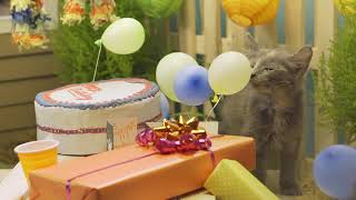 IAMS® Presents Kittens celebrating a birthday [upl. by Airdnaxila]