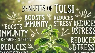 Benefits of Tulsi ocimum sanctum holy basil by Ambuj Ayurveda [upl. by Amar]