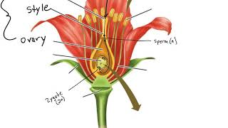 Angiosperm Life Cycle [upl. by Derayne180]