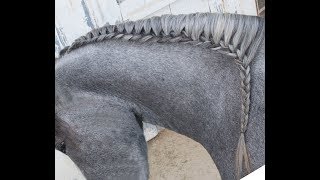 How to do a Running Braid on your Horse [upl. by Anaiviv]