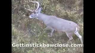 Traditional Bow hunt Black Widow Bows Recurve Monster Montana 8pt [upl. by Fulton]