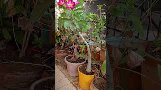 Beta adenium growing in small pot adenium adeniumflowers nature smallpots shorts viral [upl. by Rome]