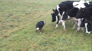 Border Collie KODY herding cattle vol2 [upl. by O'Reilly]