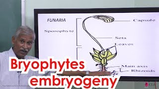 17Botany  Kingdom plantae  Bryophytes embryogeny [upl. by Patrice833]