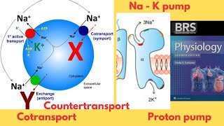 BRS Physiology  Transport across the Cell Membrane  Active transport  NaK Pump  FCPS Part1 [upl. by Borszcz]