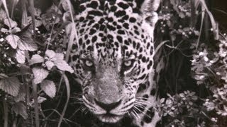 Brésil le célèbre photographe Sebastiao Salgado présente quotGenesisquot [upl. by Hildie]