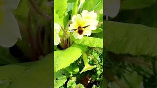 Bee amp Flower loveyourgarden gardenplants [upl. by Swainson472]