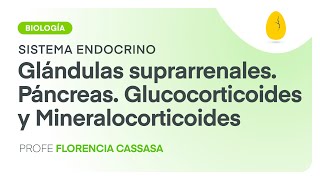 Glándulas suprarrenalesPáncreasGlucocorticoidesMineralocorticoides BiologíaEndocrino V6 Egg [upl. by Ecam]