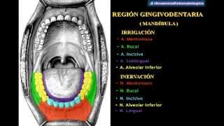 Drs Abad amp Matos  Región Gingivodentaria [upl. by Butte559]