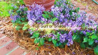 Mona Lavender Plectranthus Florida Friendly Plant Gardening [upl. by Aserej]