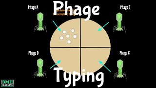 Bacteriophage Typing  Phage Typing  Bacteriophage Based Bacterial Detection [upl. by Oguh]