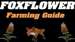 Foxflower Farming 725 Watch for the fox wRank 3 [upl. by Ednil]