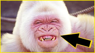 This Albino Gorilla is one of its kind 8 Albino Animals That Were Only Seen Once  UNKNOWN FACTS [upl. by High273]