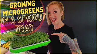 How to Grow Microgreens Using Sprouting Trays  StepByStep Tutorial  Soilless Growing [upl. by Annmaria]