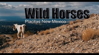 Wild Horses  Placitas NM [upl. by Polash]